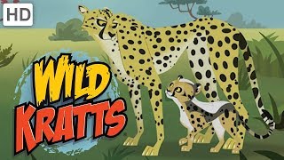 🐆 Wild Kratts  Meet quotBlurquot the Cheetah [upl. by Idham]