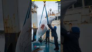 Baby white dolphin beckons people to get on board to save its mother।🥺shortvideo amazingfacts [upl. by Raama106]