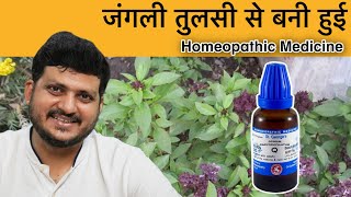 Ocimum Caryophyllatum  जंगली तुलसी  Homeopathic Medicine  Symptoms  How to use [upl. by Yanat]