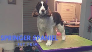 SPRINGER SPANIEL GROOMING PET TRIM [upl. by Klos]