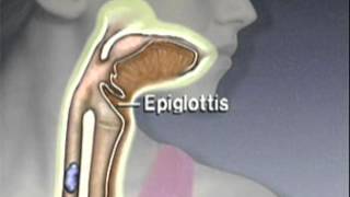 Through the Esophagus The Function of Peristalsis [upl. by Gussie]