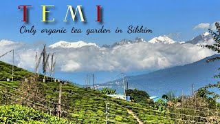 Temi Tea Garden South Sikkim  Temi Homestay amp Sightseeing • Vlog 22 [upl. by Yumuk]