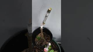 The Growth Journey of Fig Trees The Joy of Planting  Episode 185 [upl. by Eltsyek88]