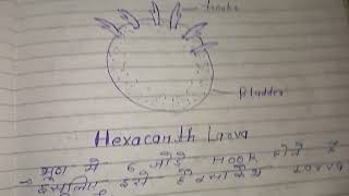 Larval Forms of Cestoda  full notes in hindi  msc zoology notes in hindi [upl. by Sonny]