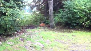 Schlafendes Reh  Sleeping deer [upl. by Adrial]