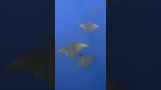 Mobula rays approach divers at Santa Maria Azores diving oceanlife shorts [upl. by Leahcar765]