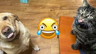 🤣 Animales que te harán MORIR de la RISA 🐶😹 Tienes que VERLOS 🙃 [upl. by Lachish]