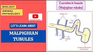 Excretion in insects Malpighian tubules  Biology  Online Biology Class [upl. by Eusoj354]