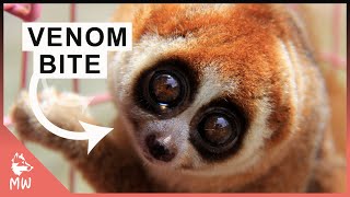 Slow Loris  The Venomous Primate of Asia [upl. by Darbie]