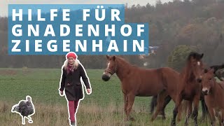 Der Gnadenbrothof Ziegenhain in Ersfeld braucht dringend Hilfe [upl. by Anabella]