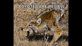 WHAT IS THE BEST COYOTE LURE [upl. by Garceau700]