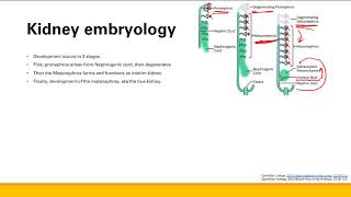 Renal embryology  Renal system  Step 1 Simplified [upl. by Annek]