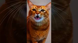 Cat with top singing skills 😍 Real or fake [upl. by Myers66]