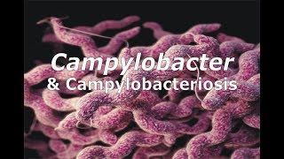 Campylobacter amp Campylobacteriosis [upl. by Nashoma125]