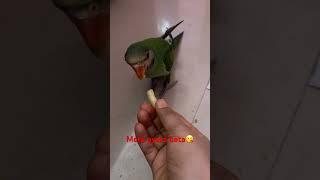 🥰😘❤️😍 parrot funny youtubeshorts trending shorts viralvideo [upl. by Sidnac]