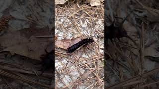 pipevine swallowtail caterpillar [upl. by Dranel]