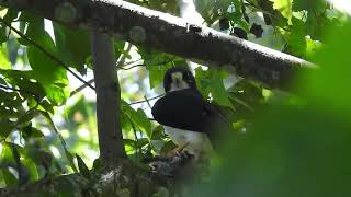 RaptorsPreying Shorttailed Hawk [upl. by Michaelina472]