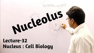 Nucleolus  Nucleus  Cell Biology  Lecture32 [upl. by Nnayr]