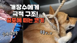 공포에 떠는 웰시코기 개장수로부터 극적 구조 웰시코기 구조 반려견 [upl. by Odraode]