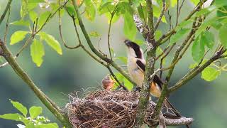 The Longtailed shrike feeding babies 棕背伯勞育雛 [upl. by Yrocej]