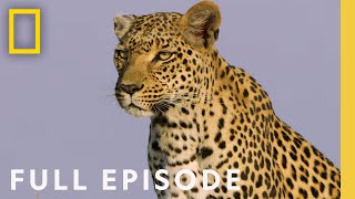 The Flood Full Episode  SPECIAL [upl. by Ainot]