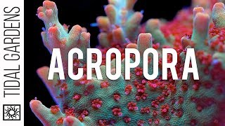 Acropora Coral Care Tips [upl. by Twitt207]