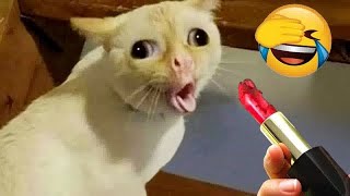 New Funny Animals 🐧  Try not to laugh CATS And DOGS Video Compilation 😺🐶 [upl. by Sherburne922]