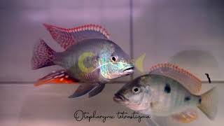 Otopharynx tetrastigma  Coverlens Cichlids  Bandung [upl. by Ainesej]