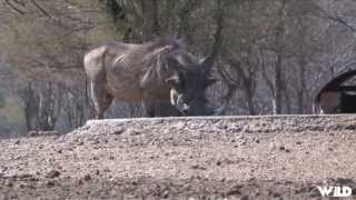 Hunting Warthog with Crossbow in South Africa [upl. by Shorter]