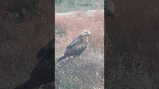 Aquila nipalensis in Kazakhstan steppe eagles [upl. by Luoar]