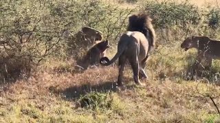 Unlucky hyena runs into a pride of lions [upl. by Nnylekoorb132]