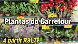 Tuor Pelas Plantas do Carrefour a partir R179 [upl. by Nur]