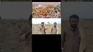 Golden words video sheep గొర్రెలు raithuwala [upl. by Joshuah701]