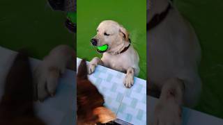 pitbull dog pitbulldog americanbully pitbulltype doglover pets huskydog dogowner [upl. by Edana]