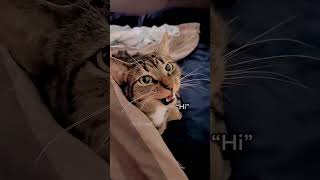 My kitten can talk shortvideo funny funnypetschannel cat yourcat petslovechannel yourpet [upl. by Salome]