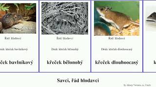 Savci řád hlodavci křeček hraboš mammal lumík norník hryzec bělonohý rudý bavlníkový ocásek krtčí [upl. by Adoh]