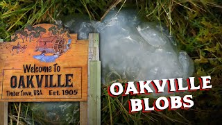 What Caused a Sickly Ooze to Fall From the Sky  Oakville Blobs [upl. by Ahsinuq]