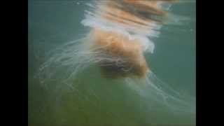 Lions Mane Jellyfish in the HaidaGwaii [upl. by Naitsirhk133]