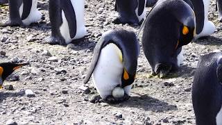 King Penguin chick learning to quotflyquot [upl. by Rotce]