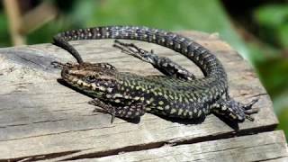 Lézard des murailles  Podarcis muralis  Des Animaux [upl. by Friedlander]