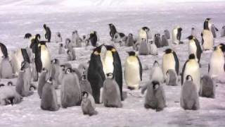 Emperor Penguins [upl. by Voe]