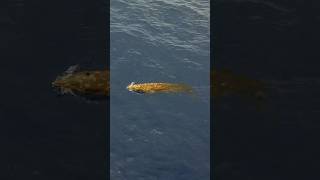 Blainesville Beaked whale moving fast on the way for a deep dive whale beakedwhale kona Hawaii [upl. by Ariane]