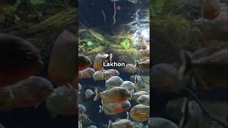 Important of amozan Jungle 😱 fact facts aifacs viralvideo [upl. by Ifen]