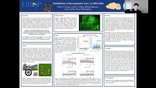 Disinhibition of Retrosplenial Cortex via DREADDs [upl. by Elnora731]