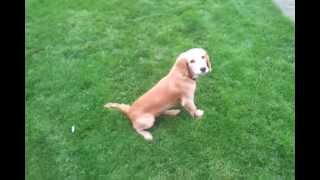 Young Working Cocker Spaniels Introduction to Cold Game Retrieving [upl. by Josee430]