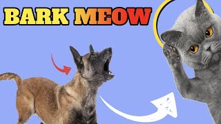 Dog Barking And Cats Meowing Sound Compilation [upl. by Tilagram]