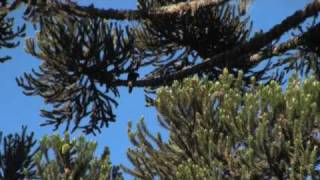 Azure Jay  Gralhaazul Cyanocorax caeruleus in Araucaria forest [upl. by Cathleen]