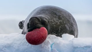 World’s Strangest Mating Technique  Frozen Planet II  BBC Earth [upl. by Nesto682]