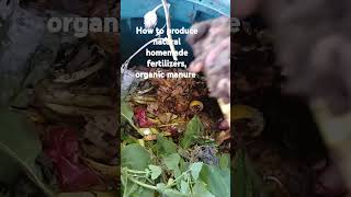 Angy6314 howto producehomemade natural organic fertilizers highlights [upl. by Carson]