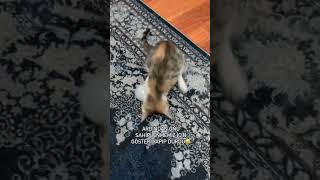 Afiyet olsun kuzum 😻 catvideos cat kedisesi kedi 🎥sibeldlmn06 [upl. by Naji]